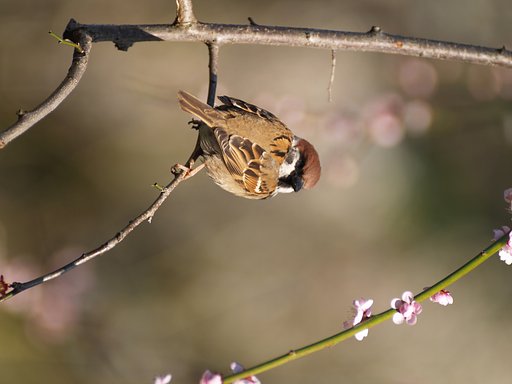 春陽