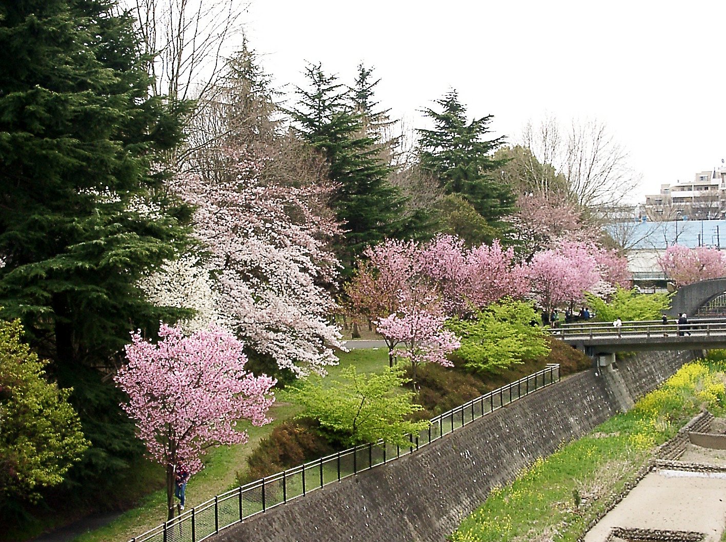 ■サクラ撮りある記-08 昭和記念公園⑦