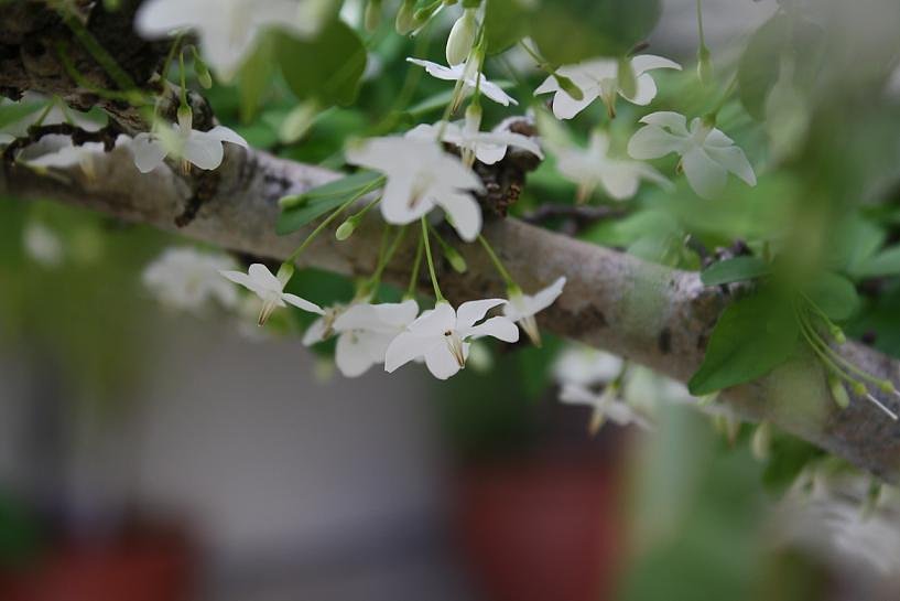 下に向けな花