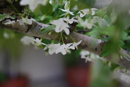 下に向けな花