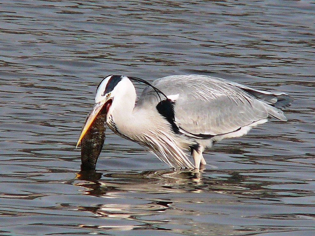 動くものは食べるぞー