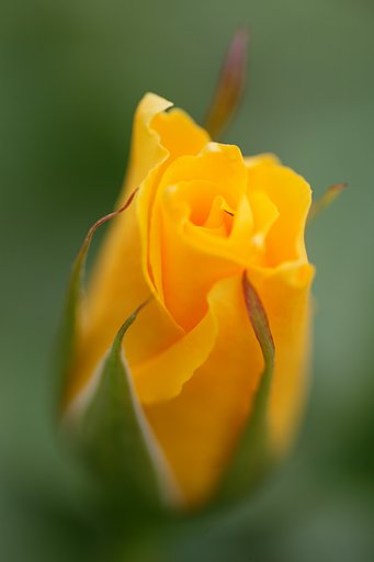 開花宣言！