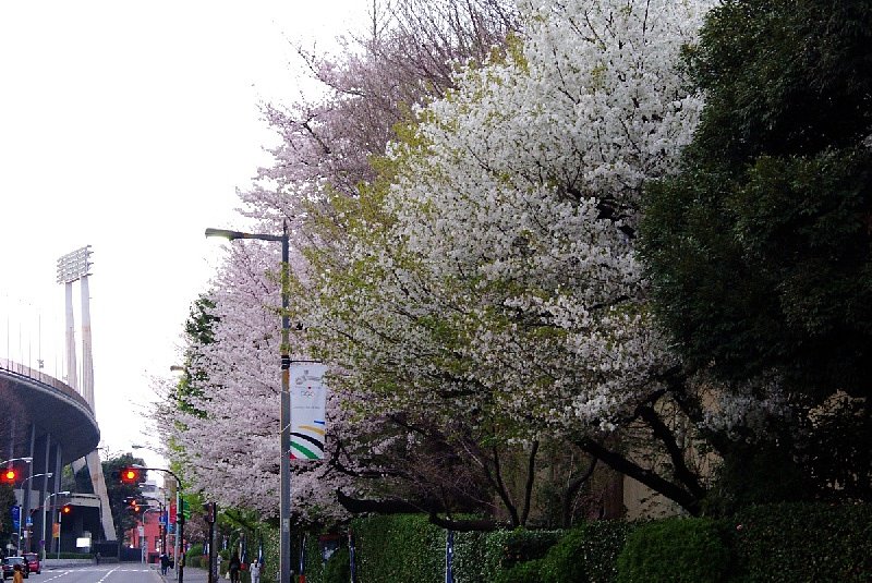 外苑の桜