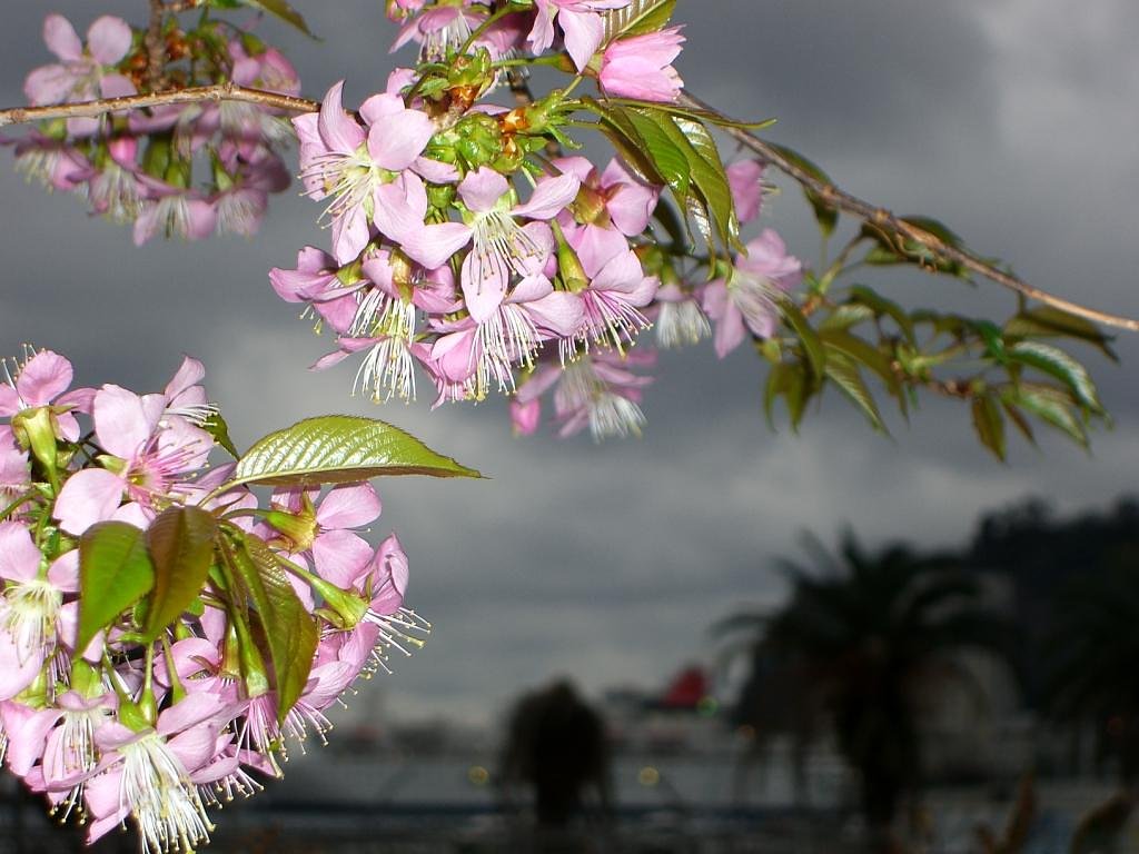 【熱海桜の向こう側には　日本丸】