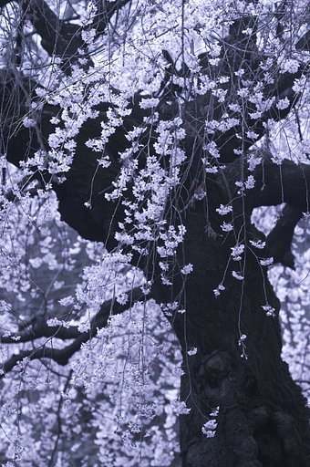 新宿御苑の枝垂桜