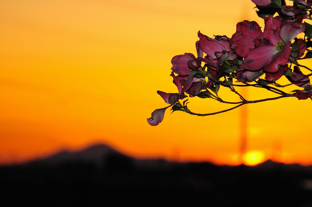 久しぶりの夕焼けだった