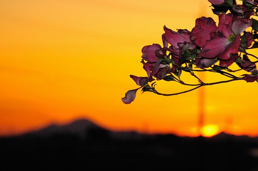久しぶりの夕焼けだった