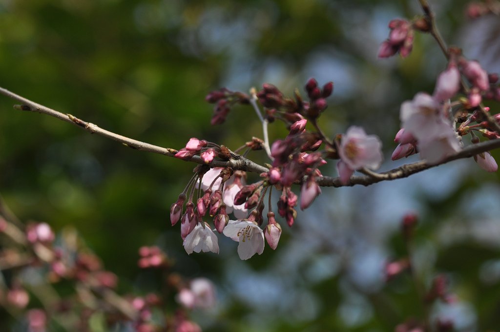 芦花公園　開花宣言