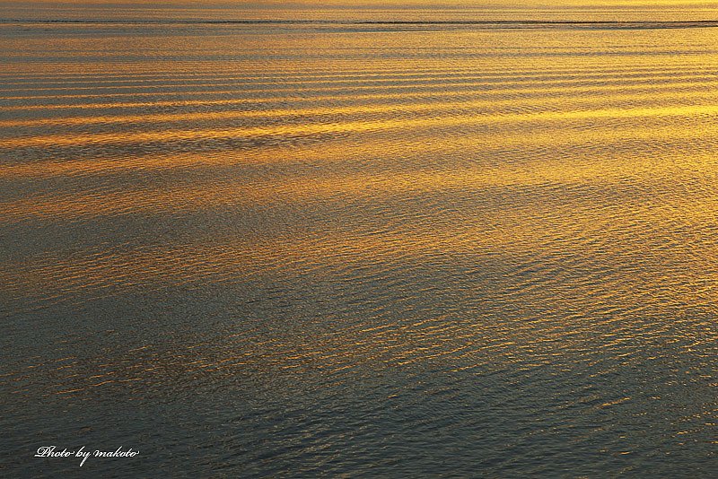 夕日を浴びた・・・