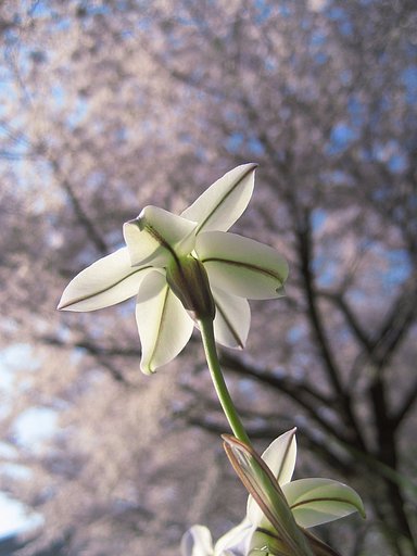 ハナニラのお花見