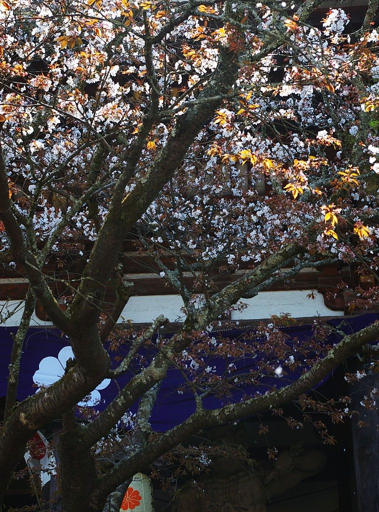 はらはらと桜散る