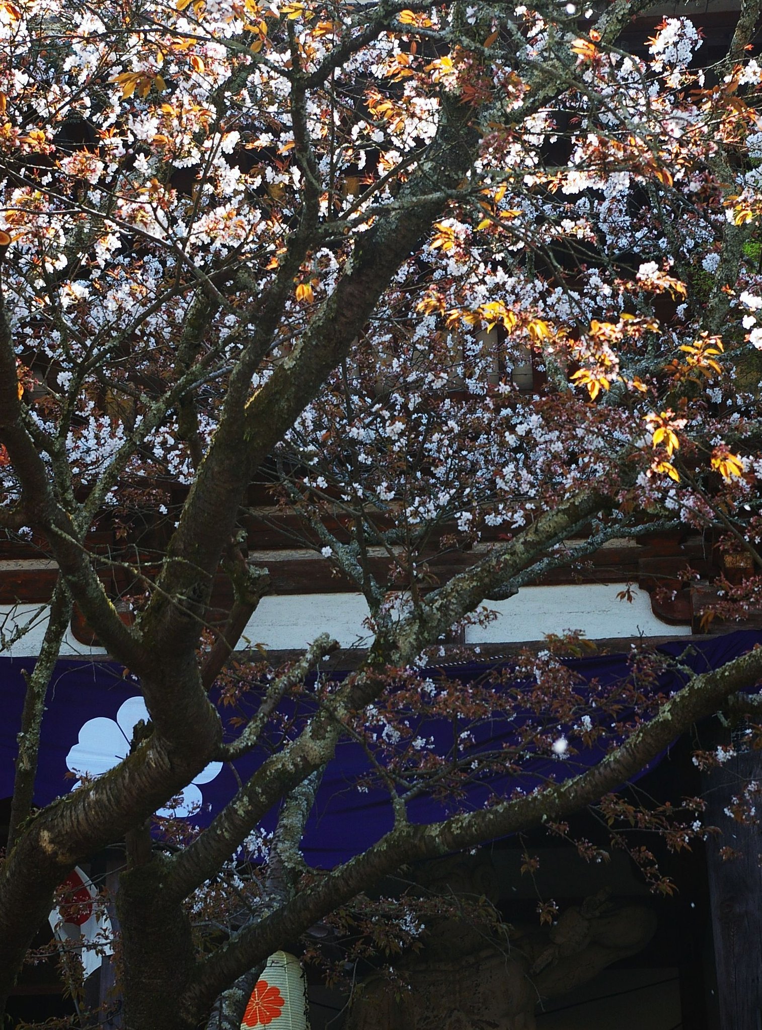 はらはらと桜散る