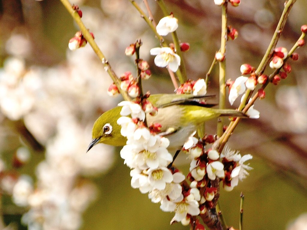 花？鳥？・・花鳥図で