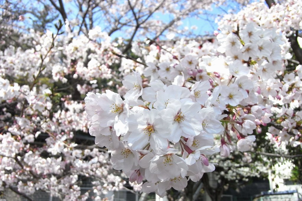 七分咲きです