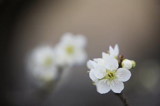 梅香