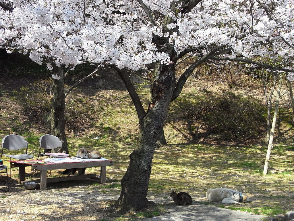 神戸はまだ７分【桜】