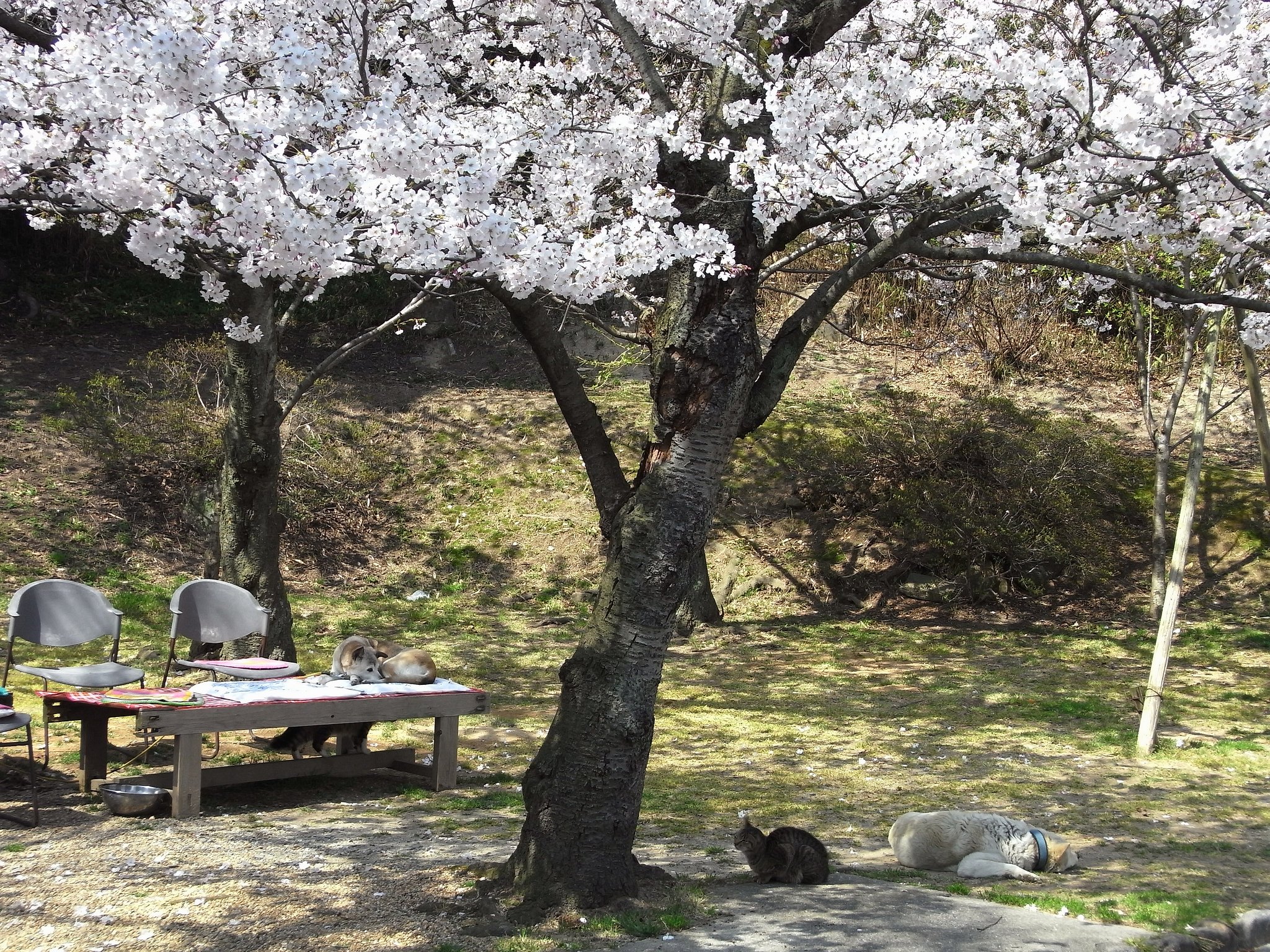 神戸はまだ７分【桜】