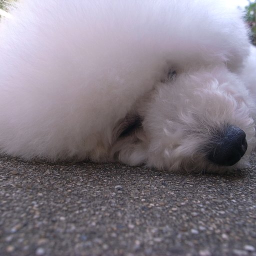 ひるね