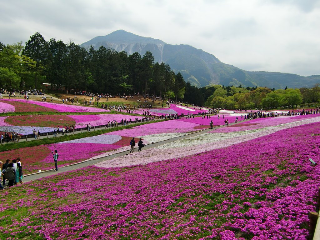 秩父羊山公園の「芝桜」