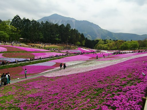 秩父羊山公園の「芝桜」