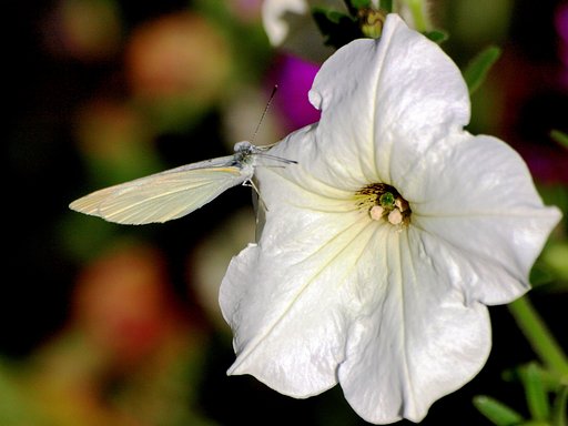 【ザ・ワールド】虫えの入口