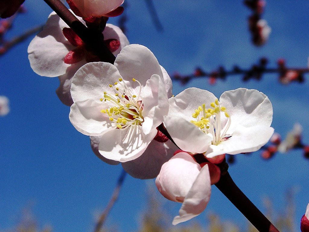 ★ウメの花くらべ-24 杏性