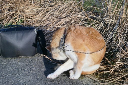 今朝のななせ！