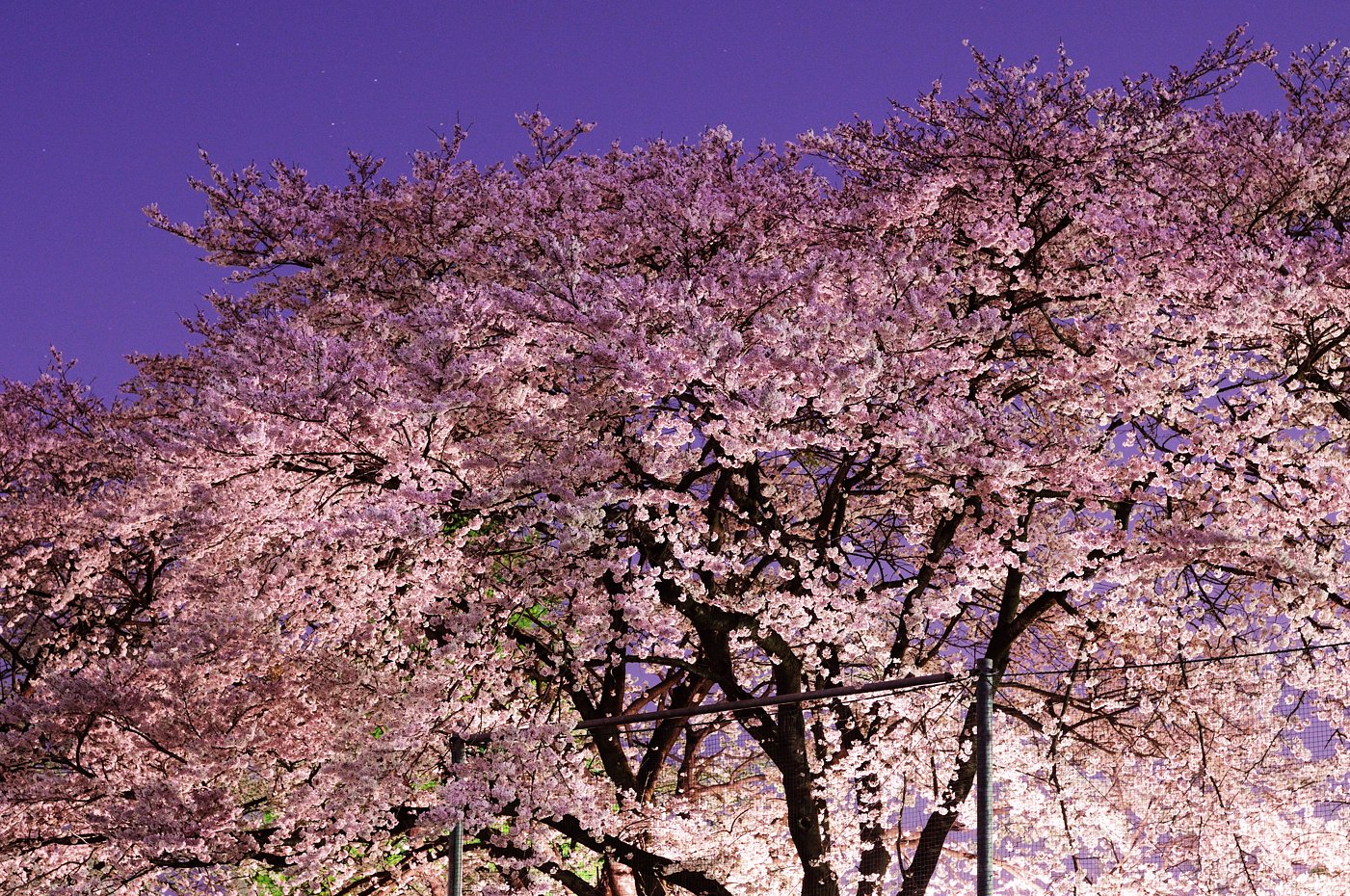夜桜