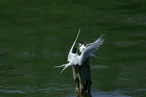求愛給餌・コアジサシ