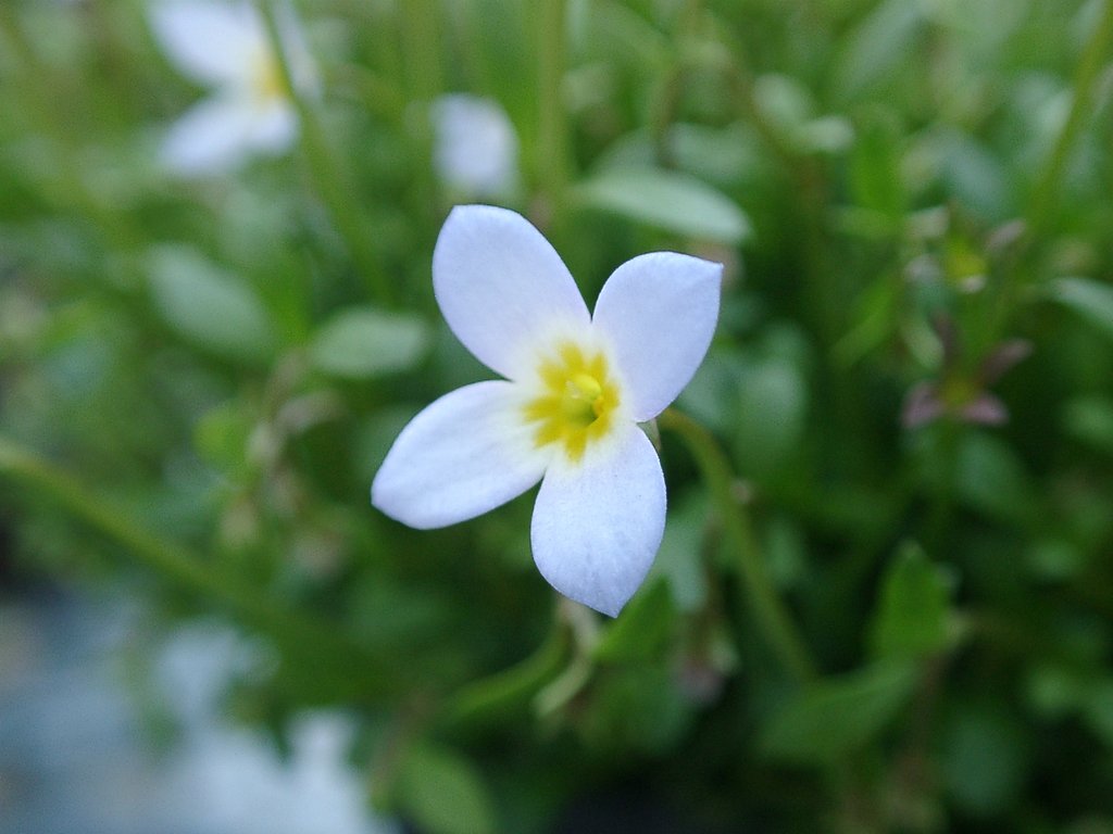 小さな小さな花　「ひなそう」