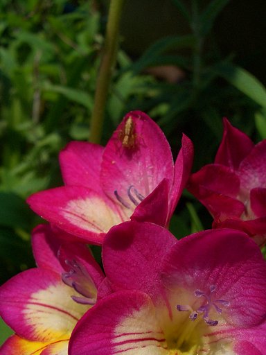 ピンクがお気に入り？