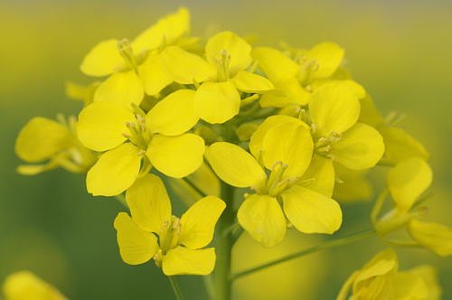 菜の花