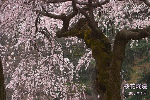 桜花爛漫