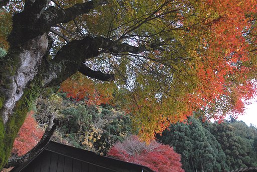 老木の紅葉