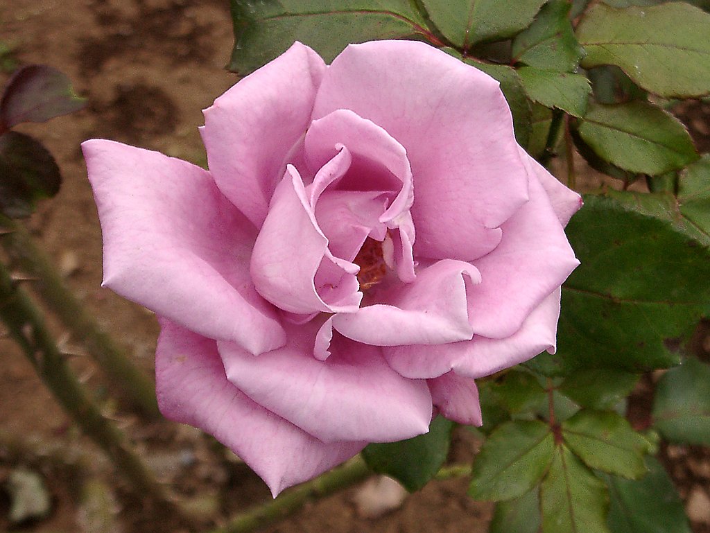 ★秋バラ・セレクション‐39