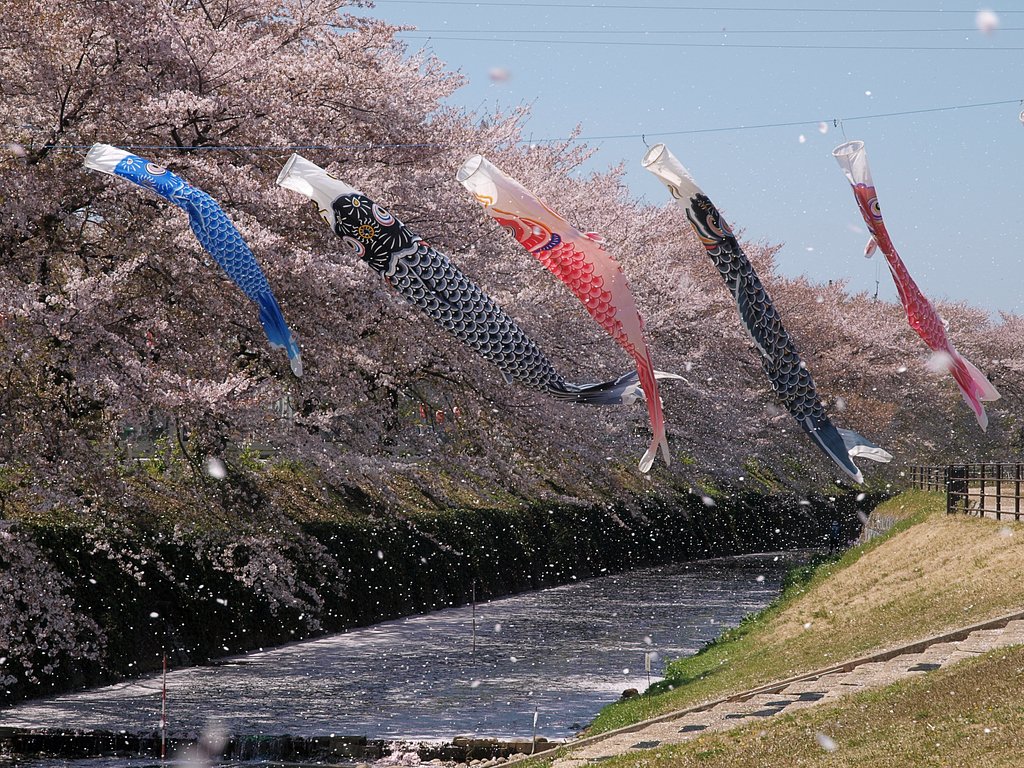 桜ふぶき