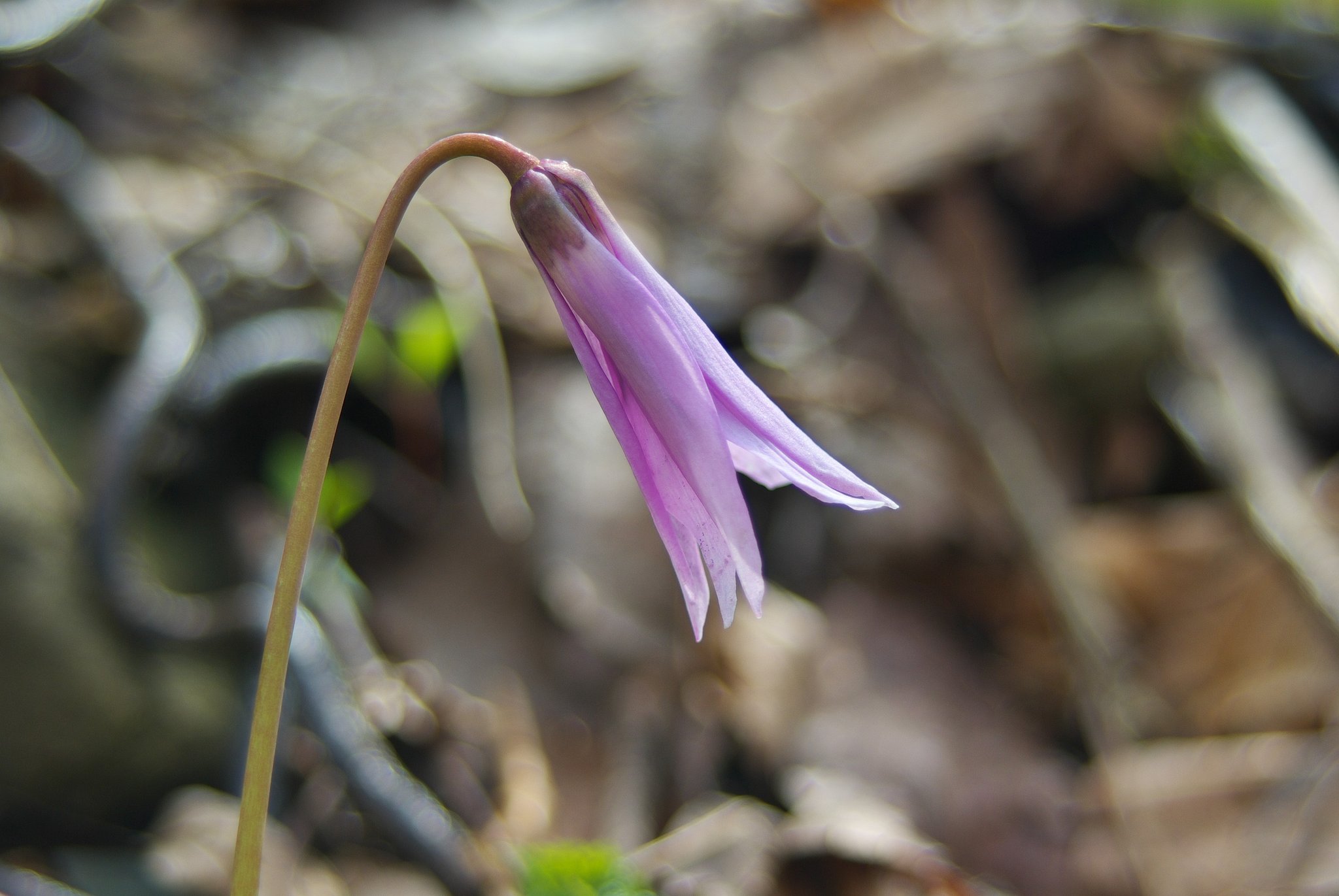 カタクリのお花