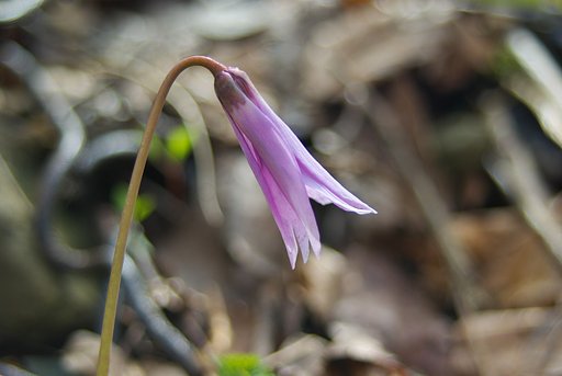 カタクリのお花