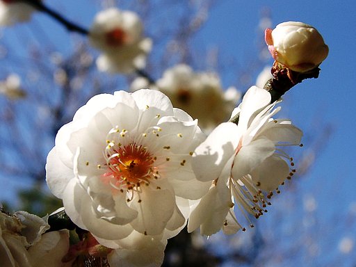 ★ウメの花くらべ-05 玉牡丹