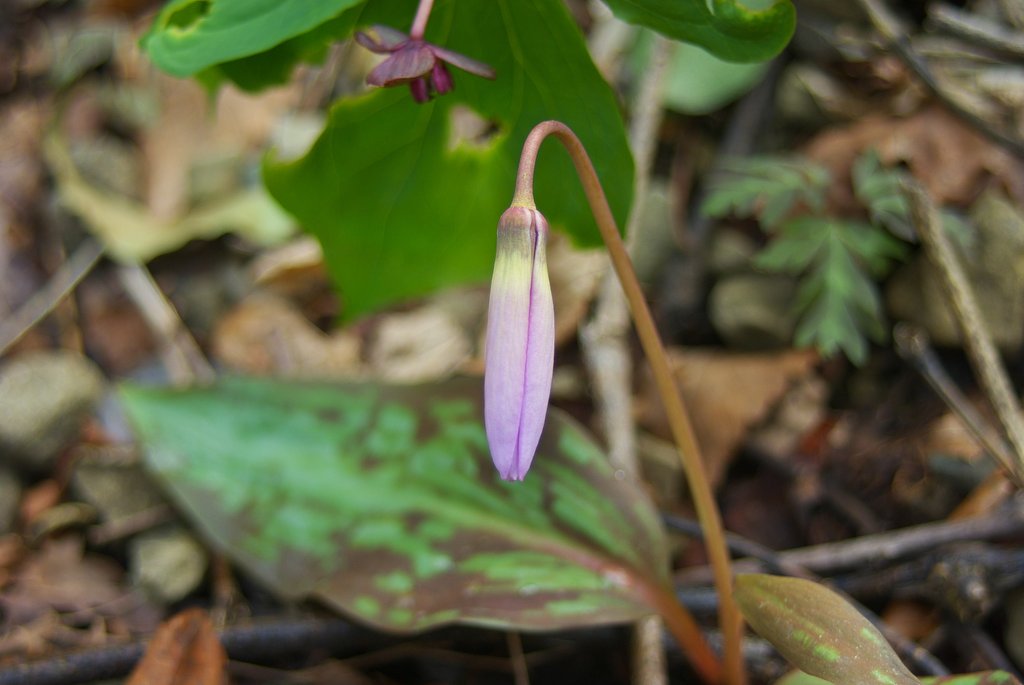 奥山に咲く片栗の花