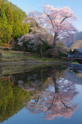 苗代桜　２