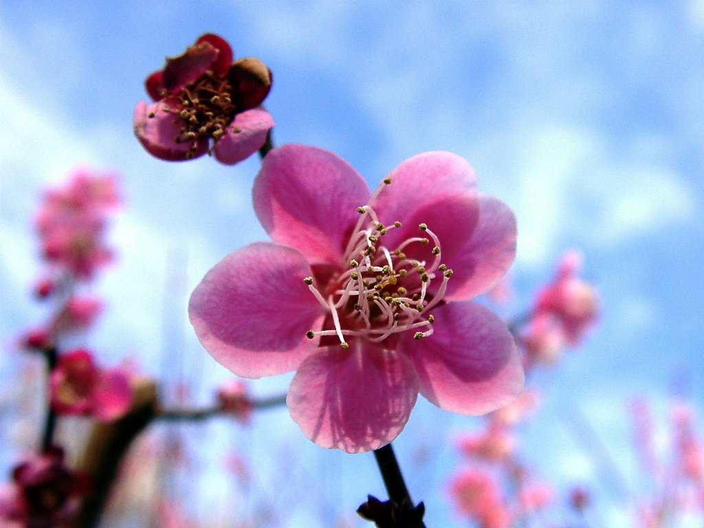 ★ウメの花くらべ-26 台湾ウメ