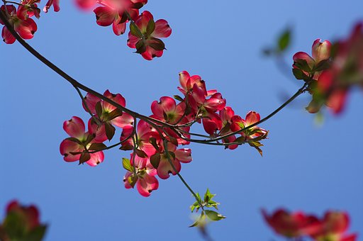 街路樹の花