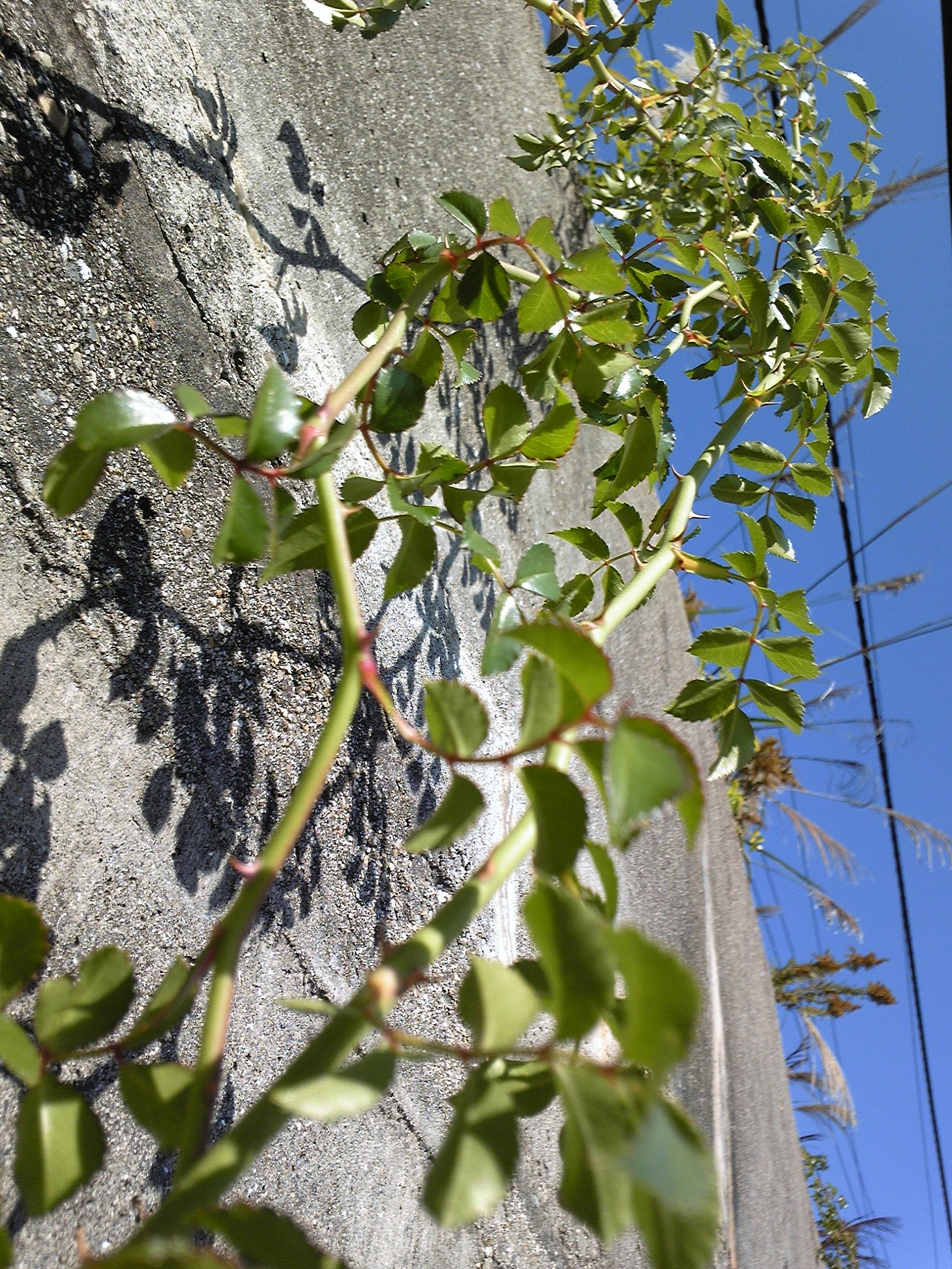 野薔薇