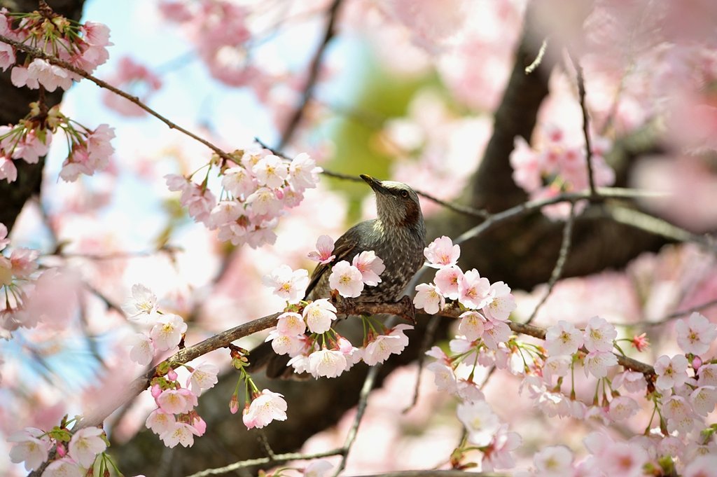 桜花の中で