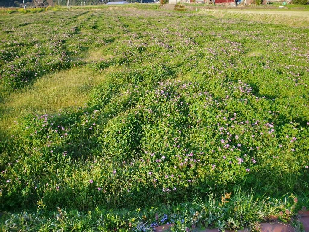 レンゲの花の開花宣言？