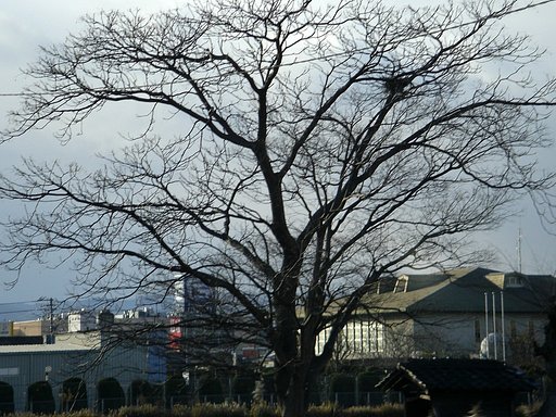 冬姿その2