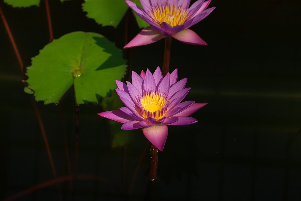 深淵の蓮