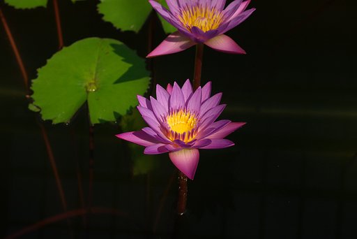 深淵の蓮