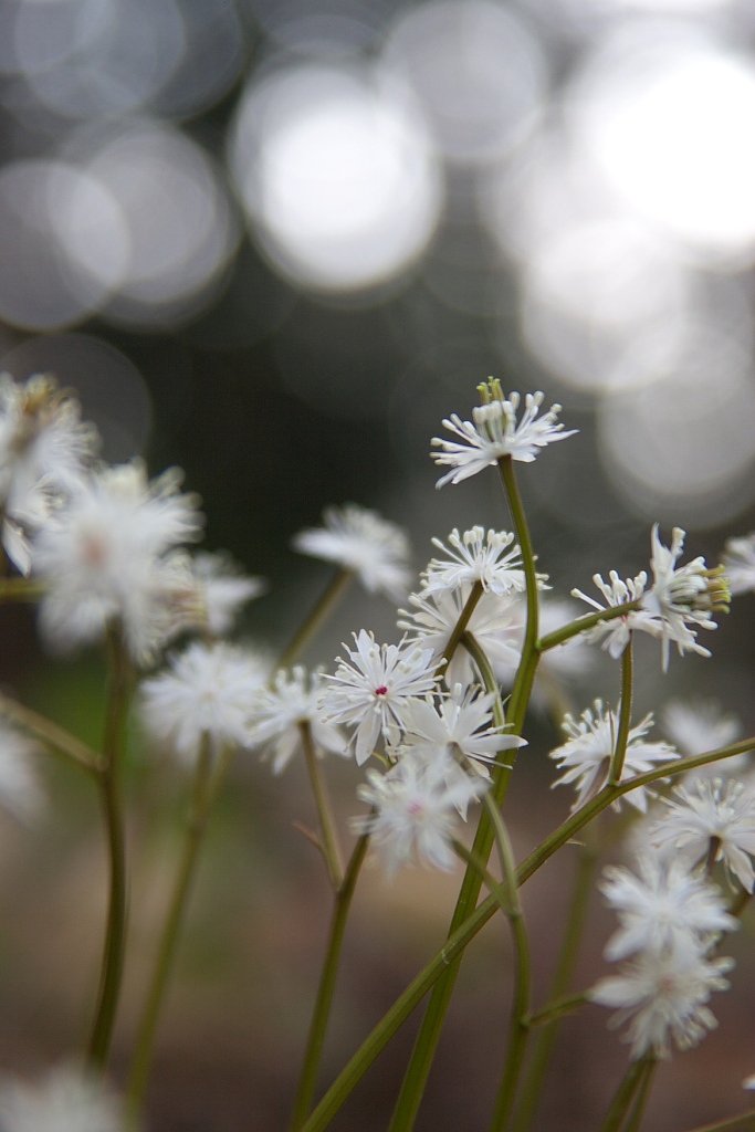 白い線香花火